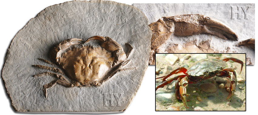 crabs, crab, fossil