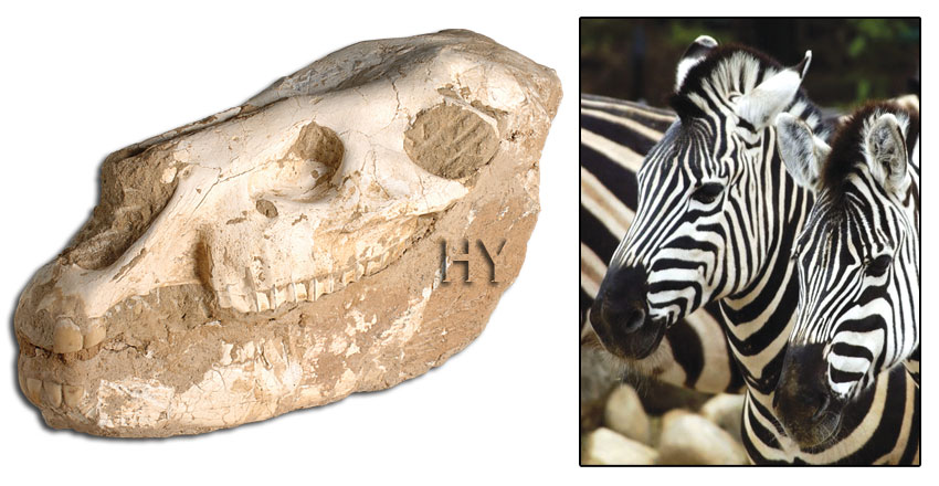 Cranio Di Zebra