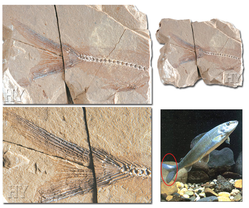 Alabalık kuyruğu ve fosili