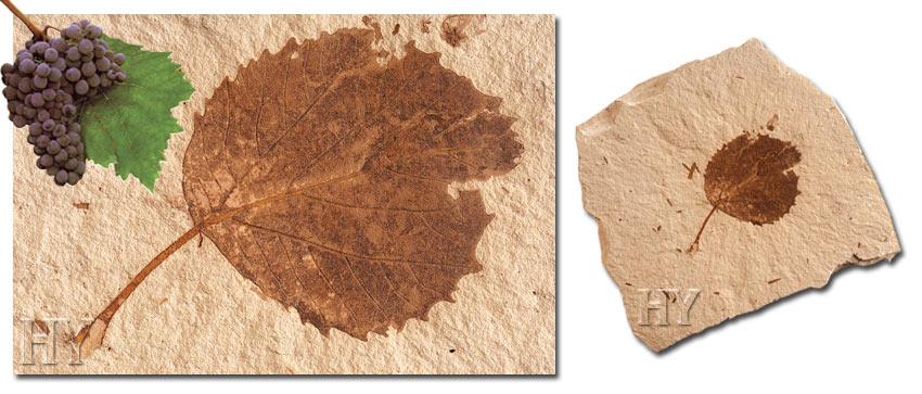  grape leaf, fossil