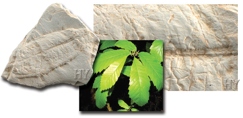 horse chestnut leaf, fossil