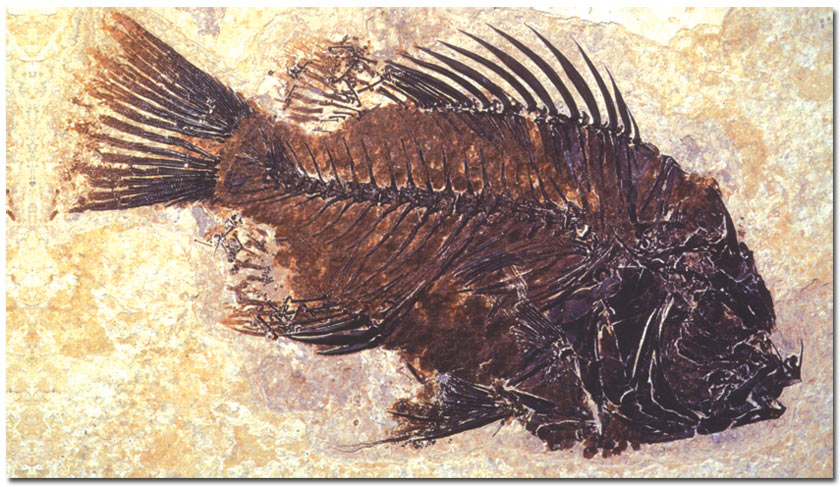fossile di pesce