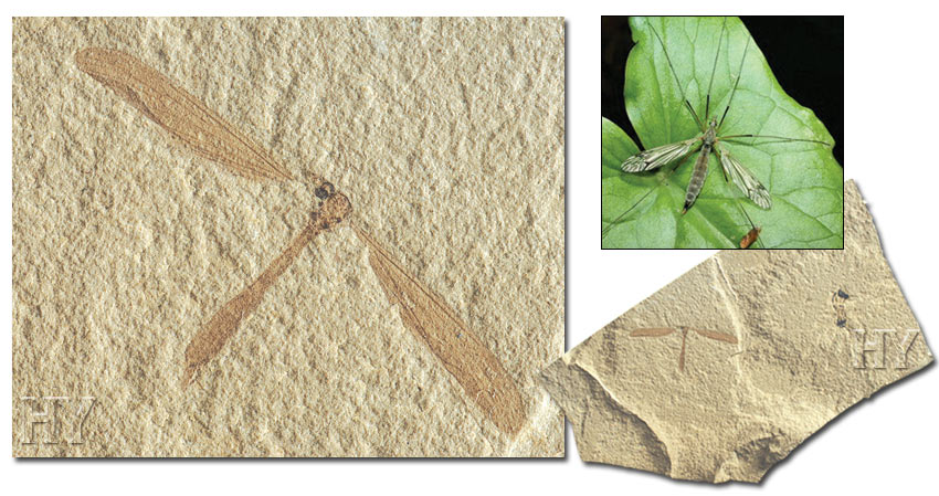 fossil, crane fly