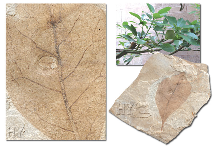 laurel, leaf, fossil