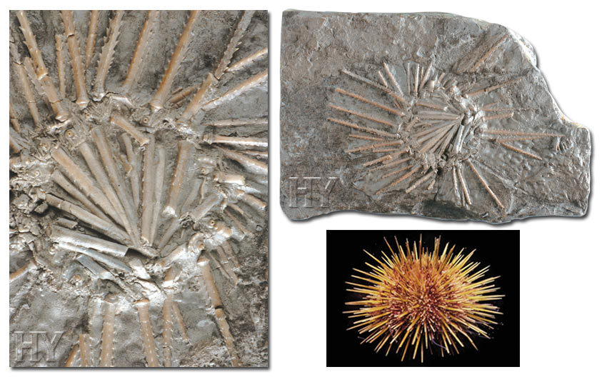 sea urchins, structure, fossil