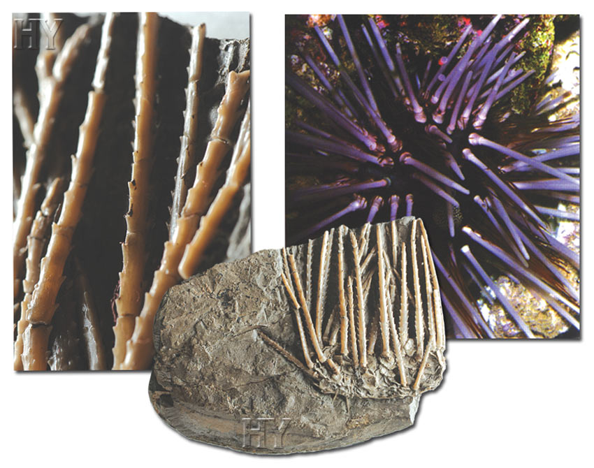 sea urchin, picture, fossil