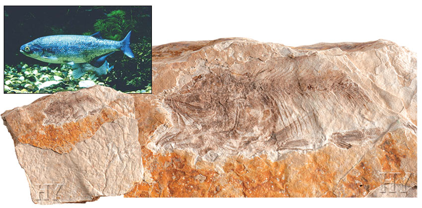 mooneye fish, fossil 