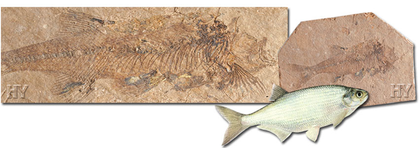  fossil, mooneye fish