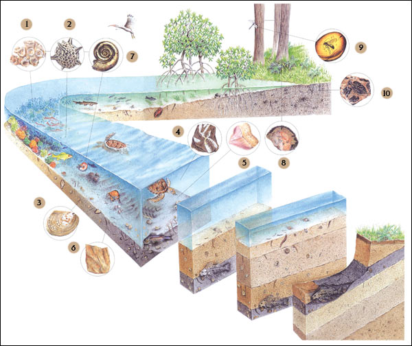 fossili, coralli, barriera corallina, ambra