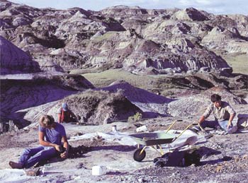 Ricerche di fossili nella provincia di Alberta