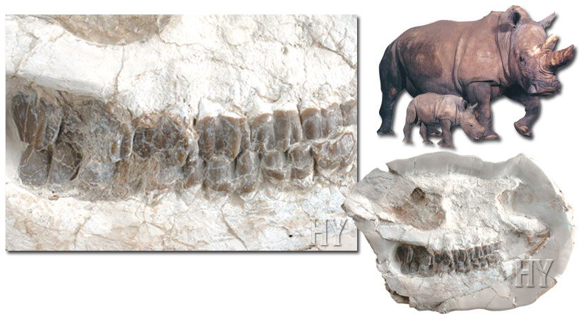 rhinoceros skull, fossil