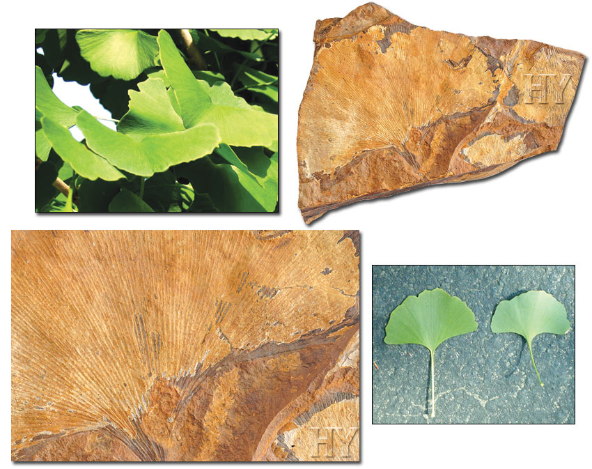 ginkgo leaf, fossil