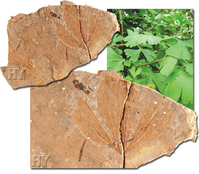 ginkgo yaprağı ve fosili