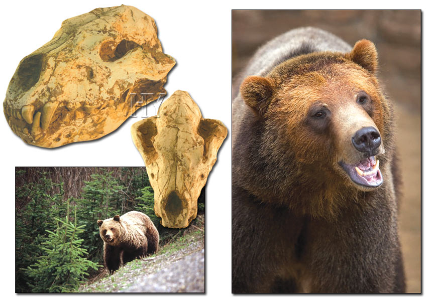 grizzly, bears, fossil