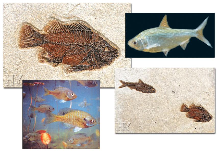 fossils, sunfish