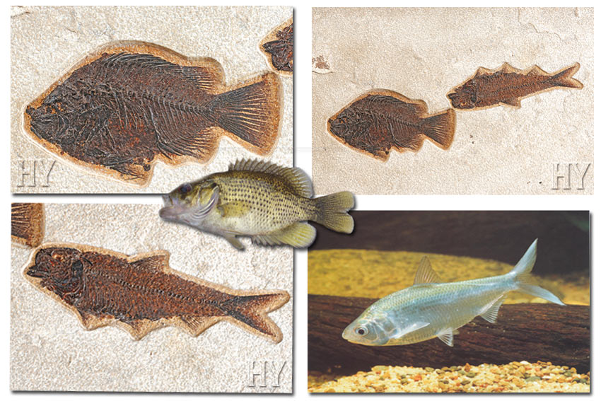 herrings, fossil, evolution