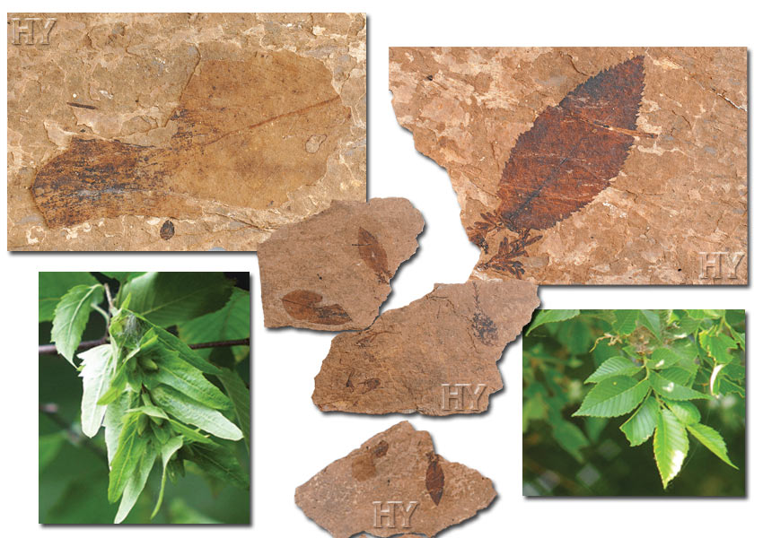 hornbeam, elm, leaves, fossil