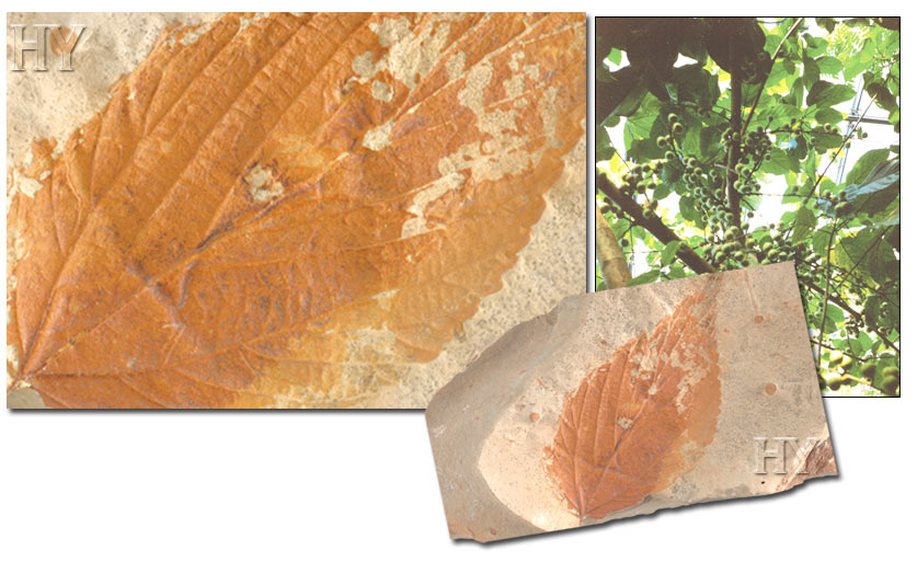 figs, leaves, fossil
