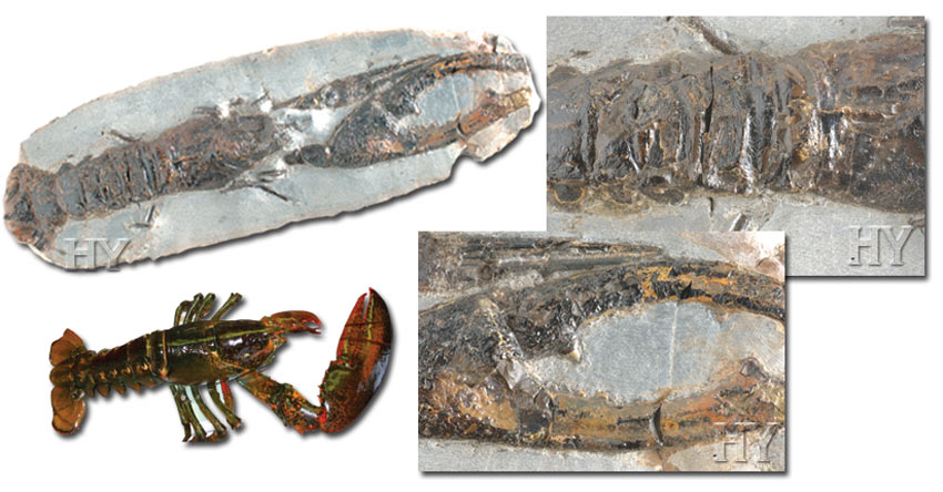 lobster, fossil