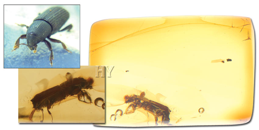 evolution, amber, Bark beetle, mite, fossil