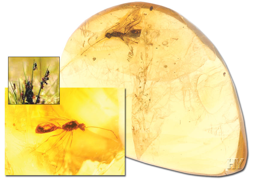amber, winged ant, fossil