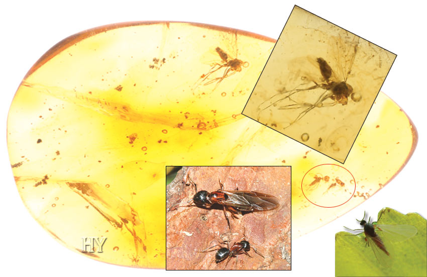 gall gnat, evolution, winged ant, fossil