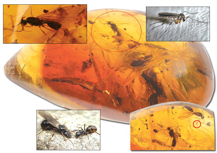 Winged ants, gall gnat, fossil, evolution