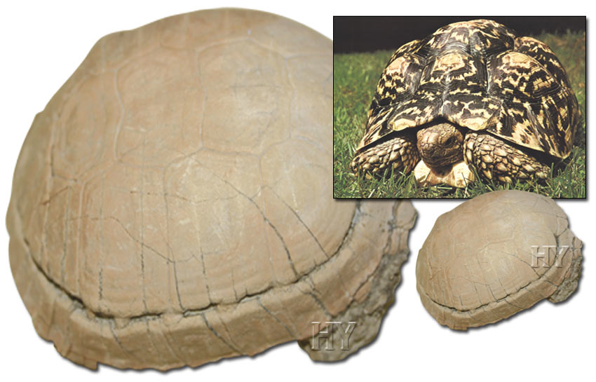 turtles, turtle, fossil