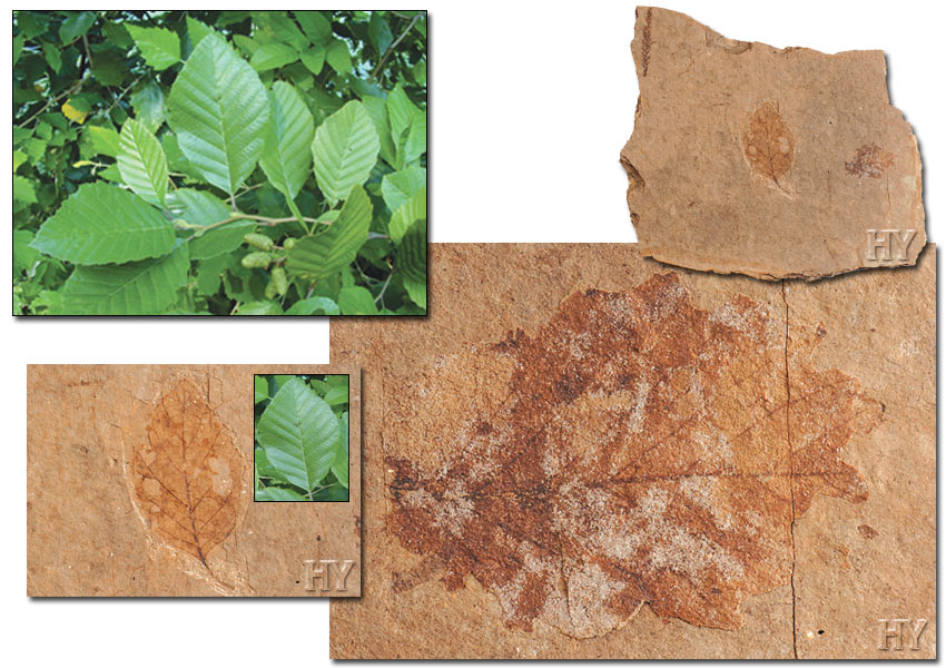 evolution, Alders, fossil, leaf