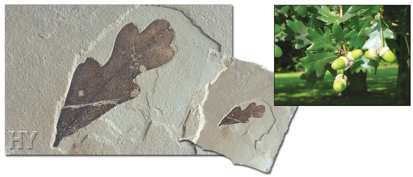 oak leaf fossil