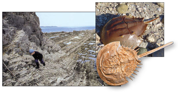 Ordoviciano, Terranova, il fossile di granchio a ferro di cavallo