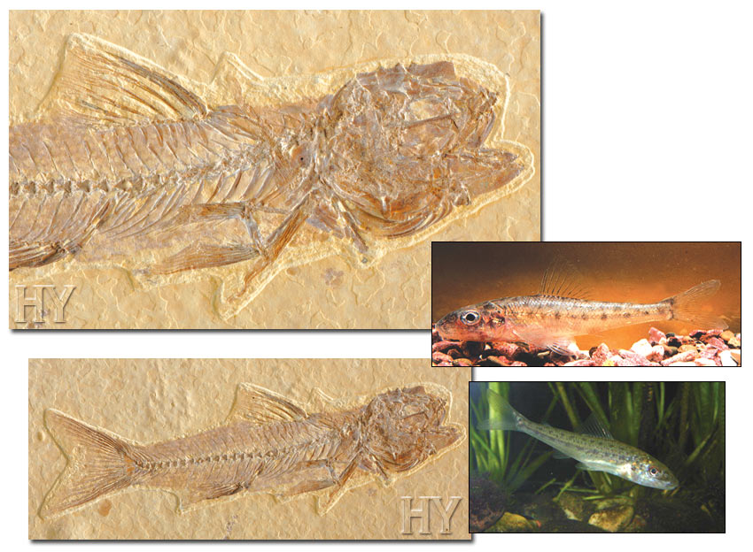 fossil, trout-perch