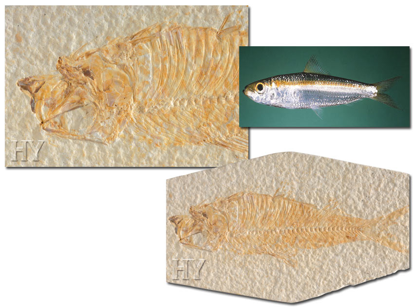 herring, evolution, fossil