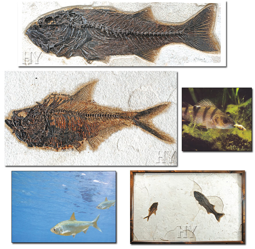herring, fossil, perch
