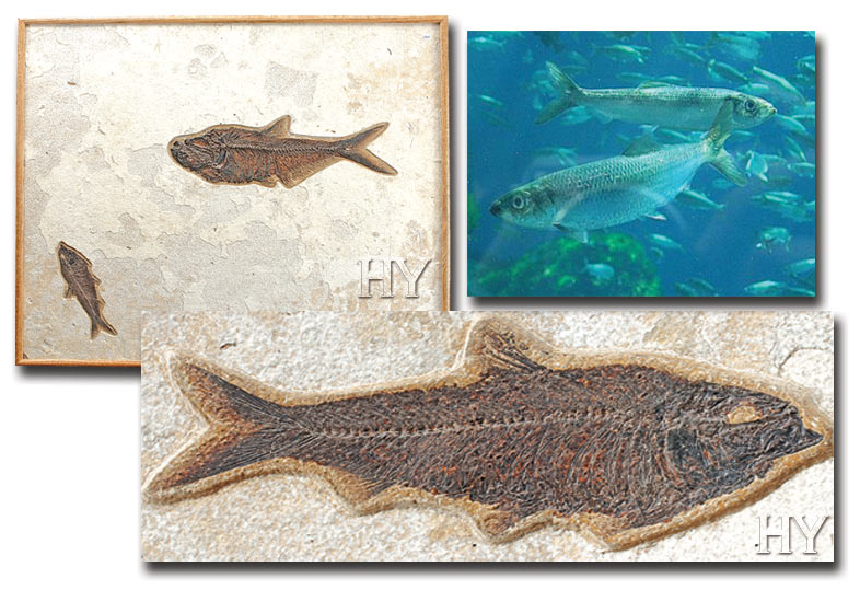 herrings, fossil