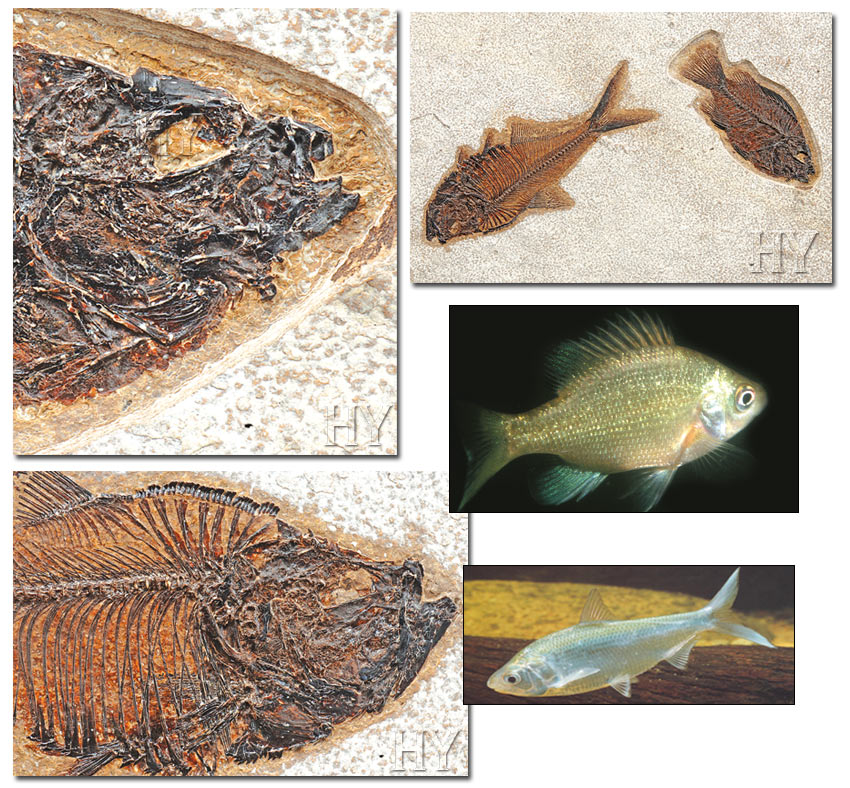 herring, sunfish, fossil