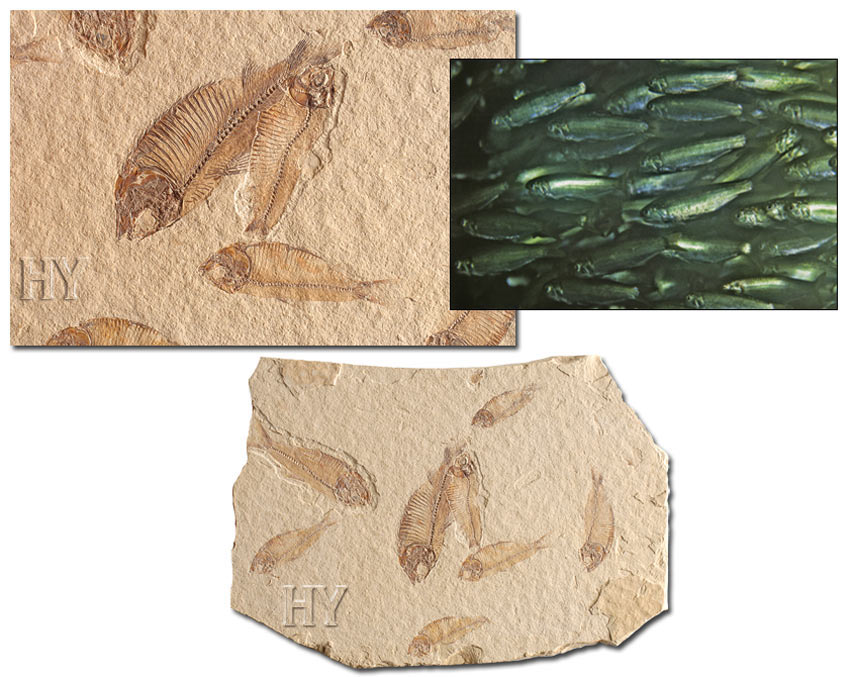 sardine fossils