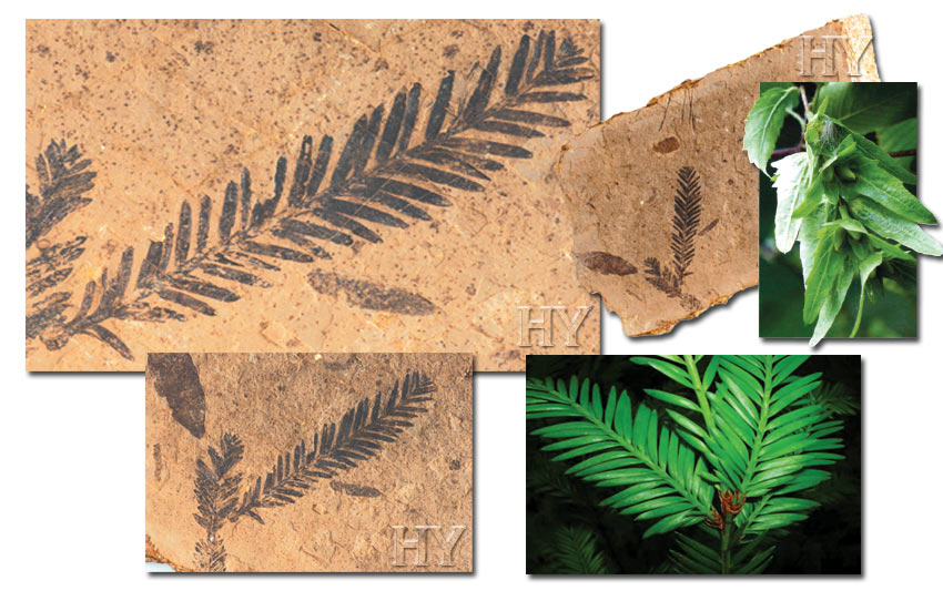 sequoia, hornbeam, fossil, leaf