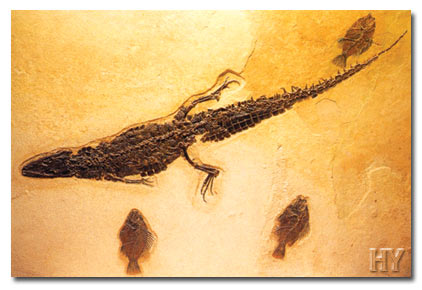 Cenozoico, il coccodrillo, il fossile