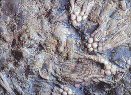 periodo Siluriano, i gigli di mare