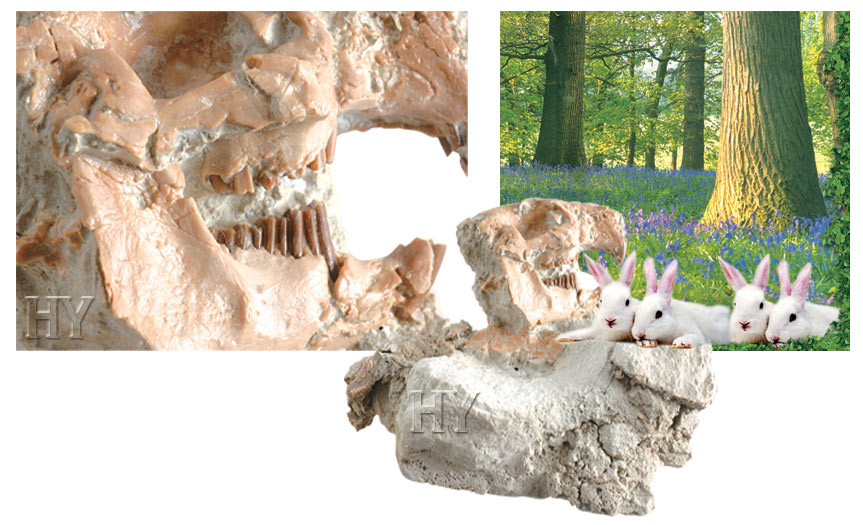 rabbit, fossil