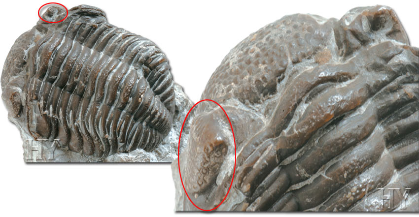 trilobites, fossil