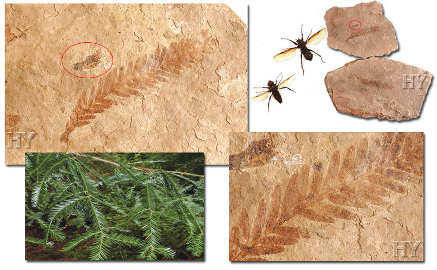 tüylü sivrisinek, sekoya yaprağı, fosil