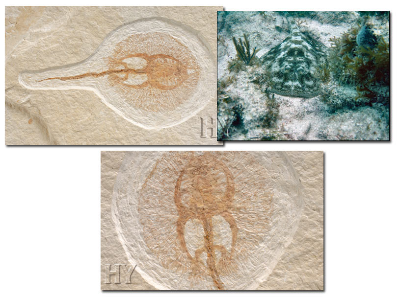 stingrays, fossil