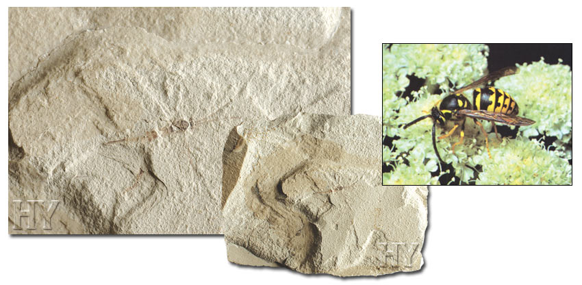 fossil, evolution, wasp
