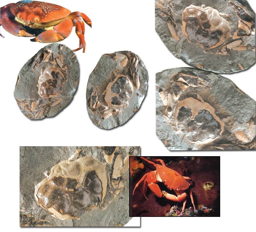 fossil, crabs
