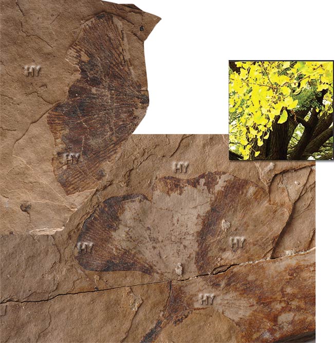 ginkgo ağacı fosili