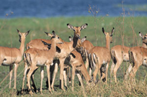 Afrika antilopları