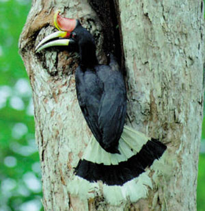 Hornbill kuşu