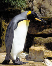 kral penguen